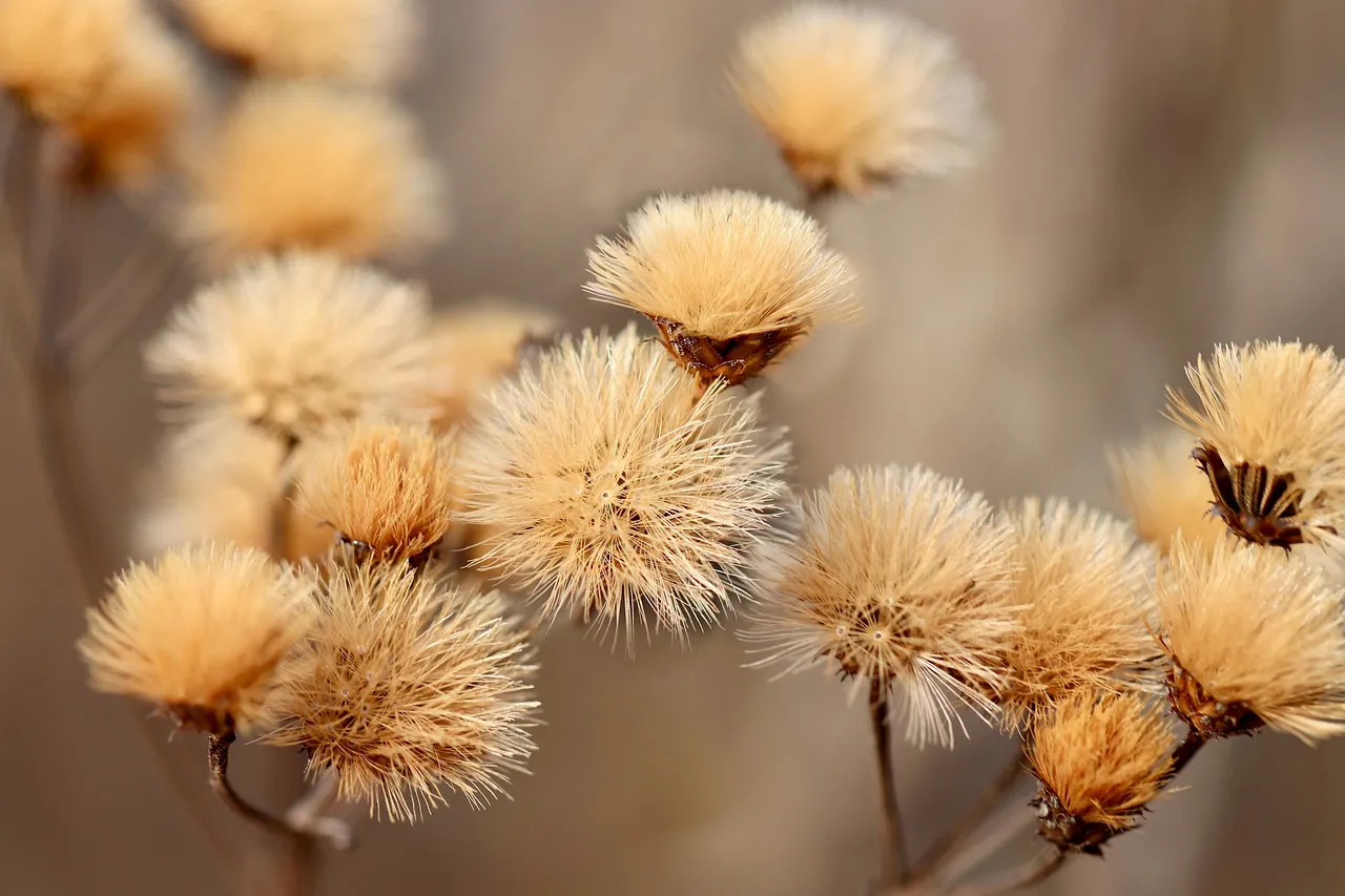 The Benefits of Eating Dried Scallops: A Protein-Packed Superfood