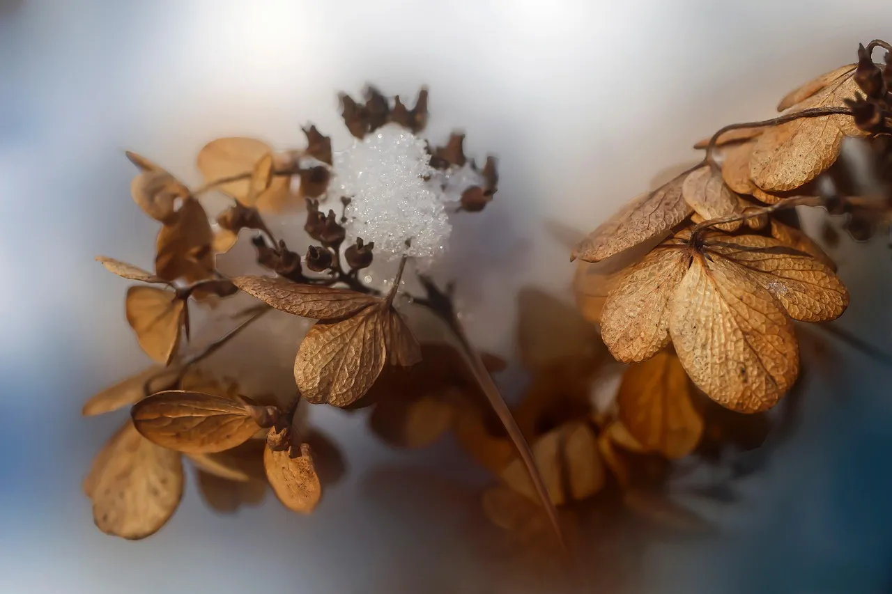 How Long Do Dried Scallops Last?