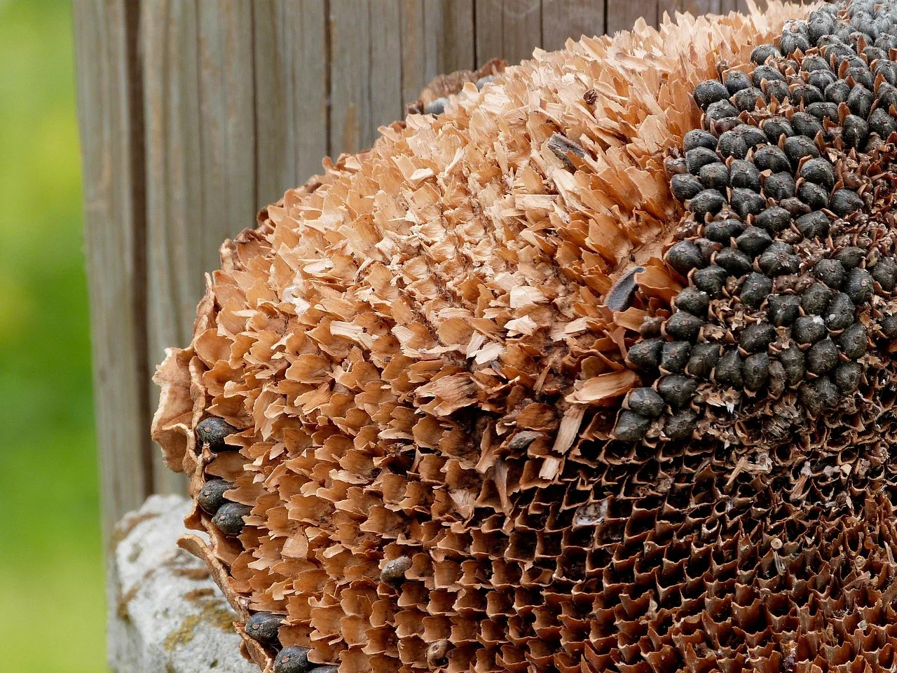 Are Dried Scallops a Nutritional Powerhouse?