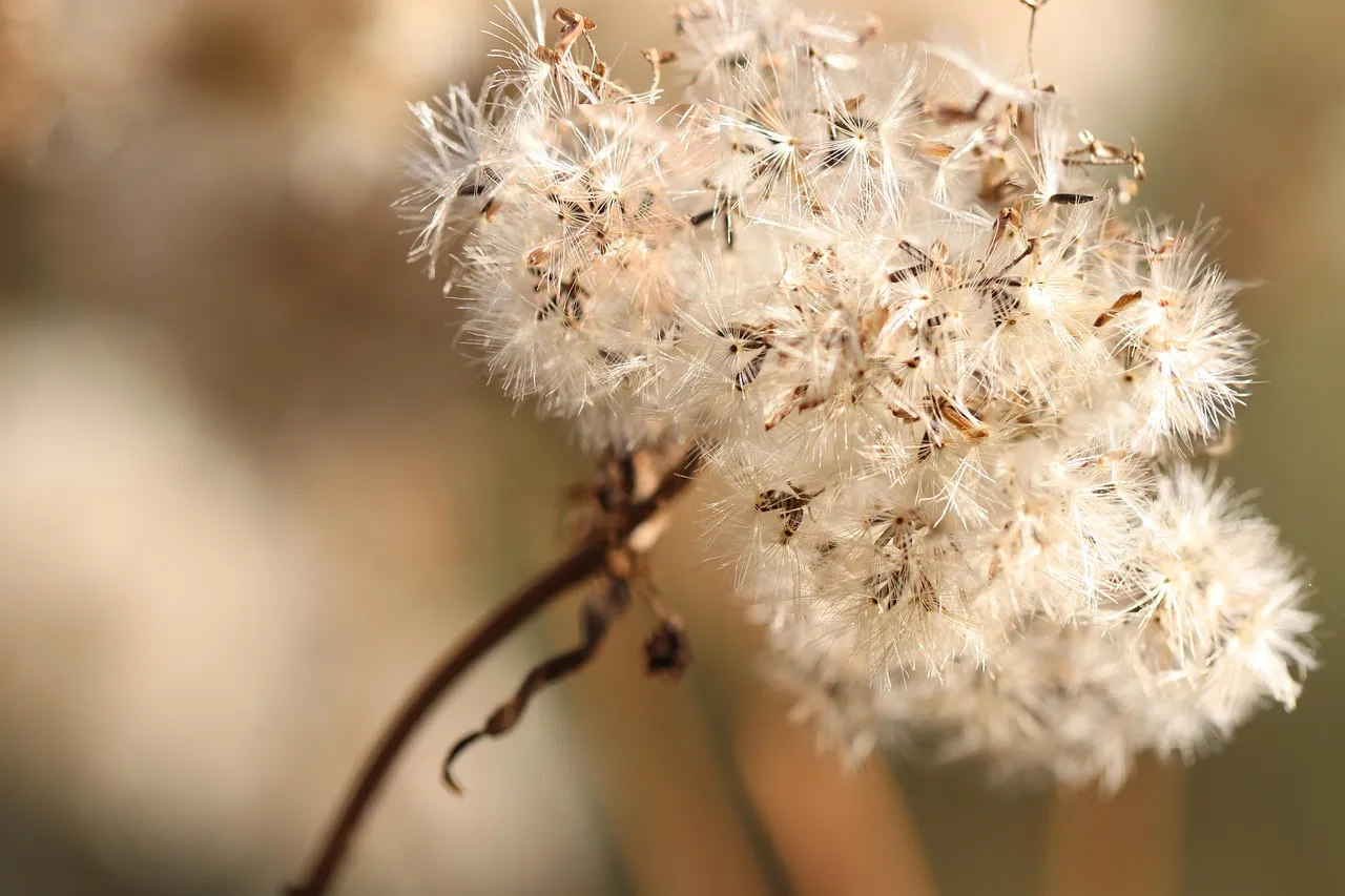The Ultimate Guide to Cooking with Dried Scallops