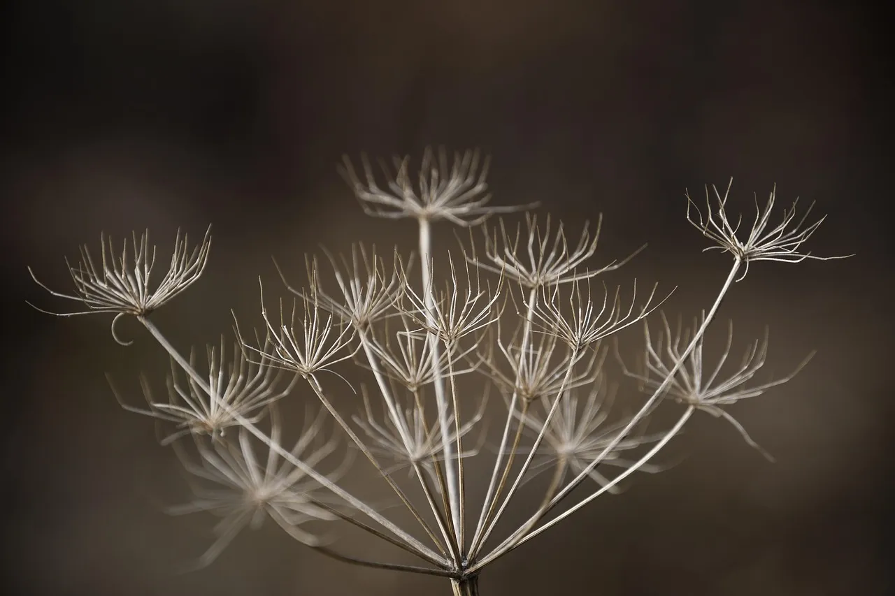 Are Dried Scallops a Nutritious Source of Thiamin?