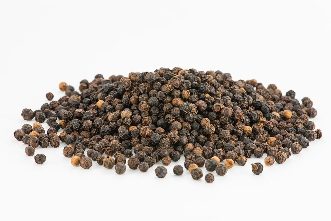 Are Dried Scallops a Nutritious Source of Omega-3 Fatty Acids?