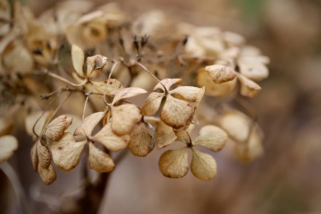 Where to Buy Dried Scallops Online: A Comprehensive Guide