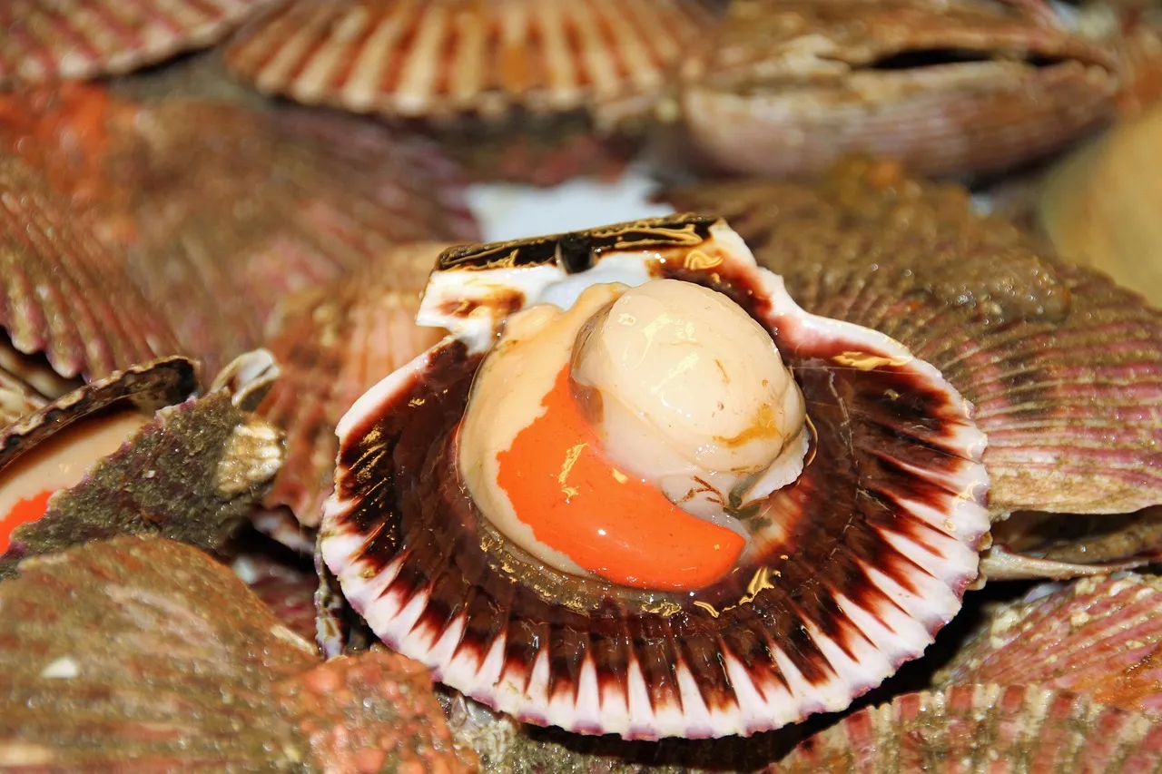 Are Dried Scallops a Nutritional Powerhouse?