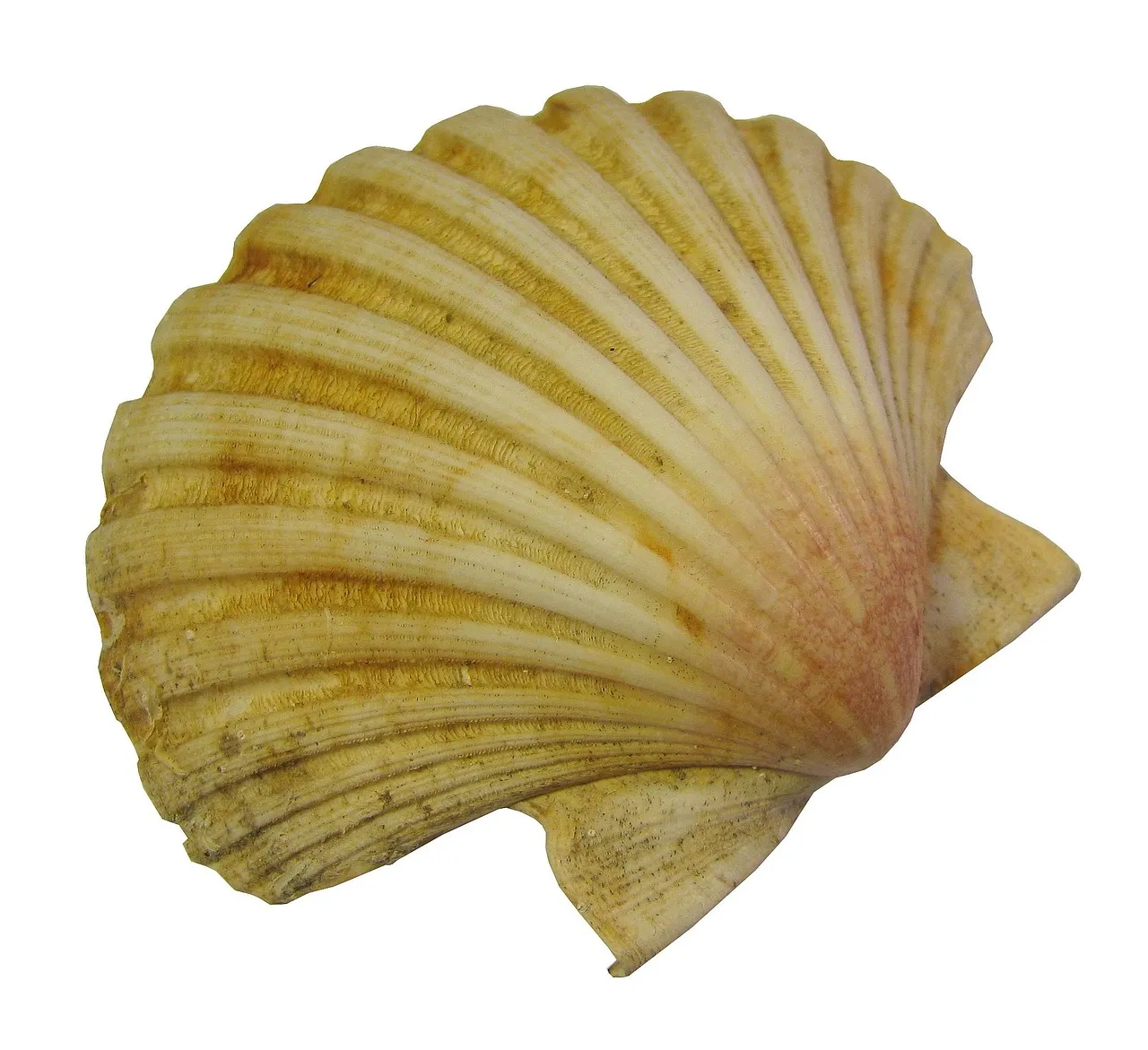 Cooking and Storing Dried Scallops at Home: Expert Tips