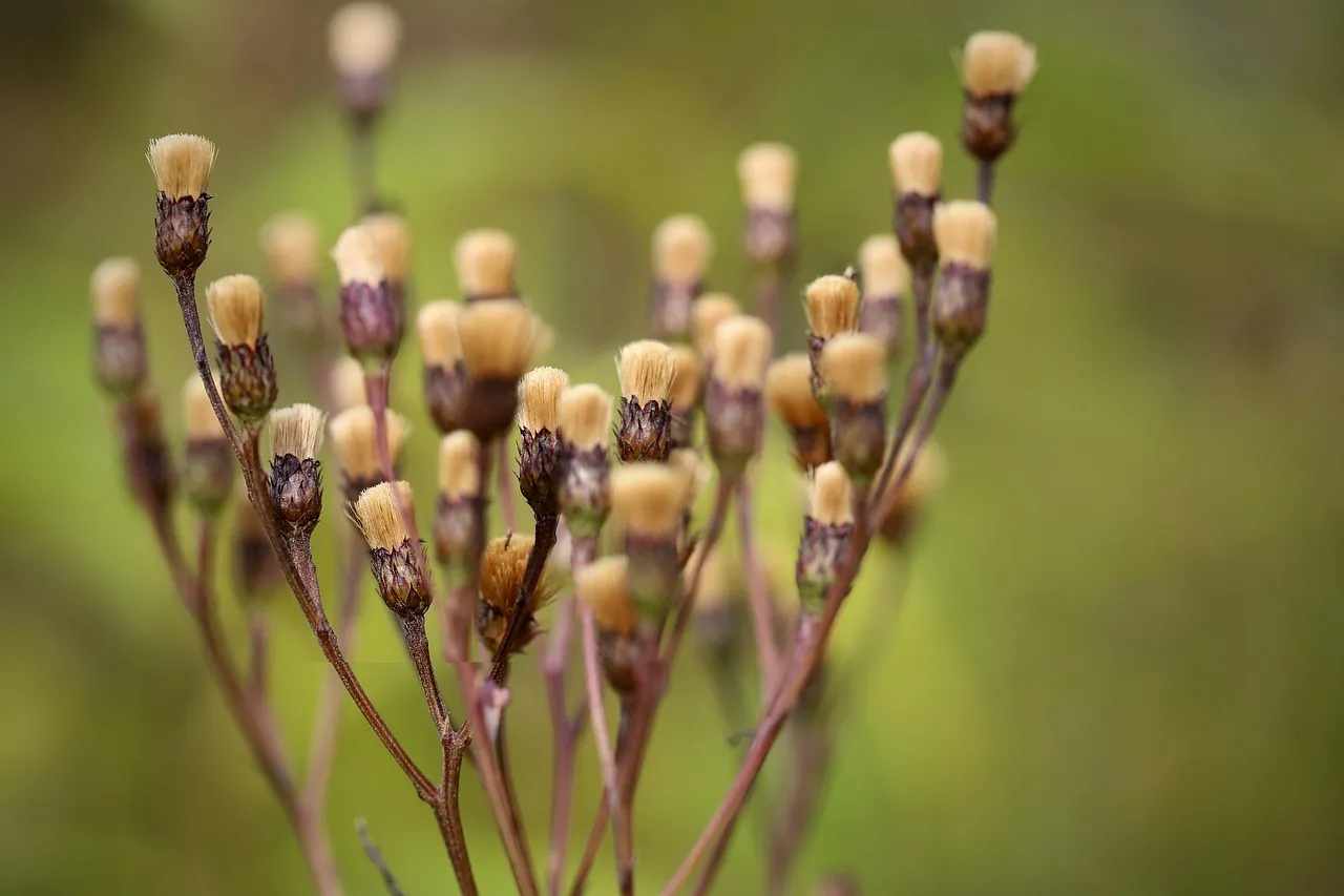 Are Dried Scallops a Healthy Source of Protein?