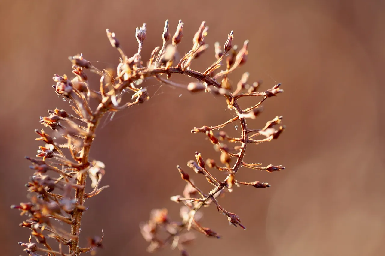 Are Dried Scallops a Nutritious Source of Riboflavin?