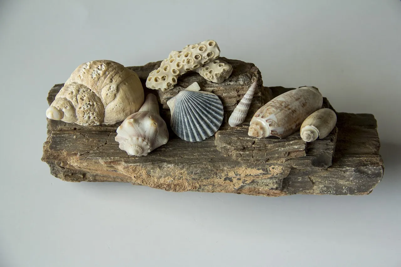 Are Dried Scallops a Healthy Source of Magnesium?