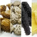 Where to Buy Quality Dried Scallops Online